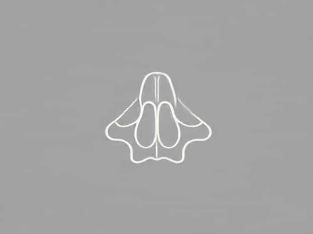 Ethmoid Bone Olfactory Foramina