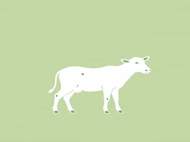 How To Hogtie A Calf