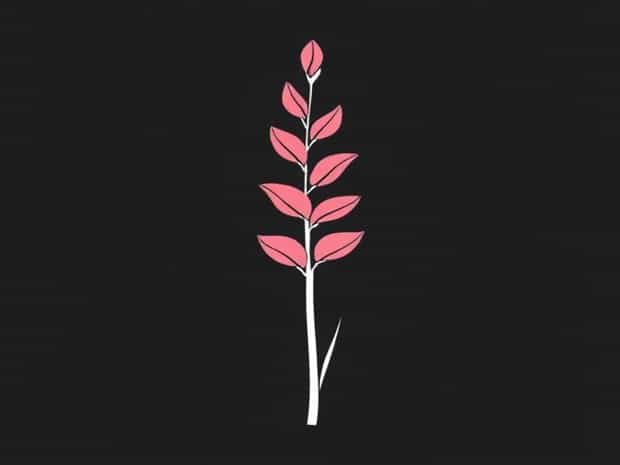 Keeping Cut Gladiolus Fresh