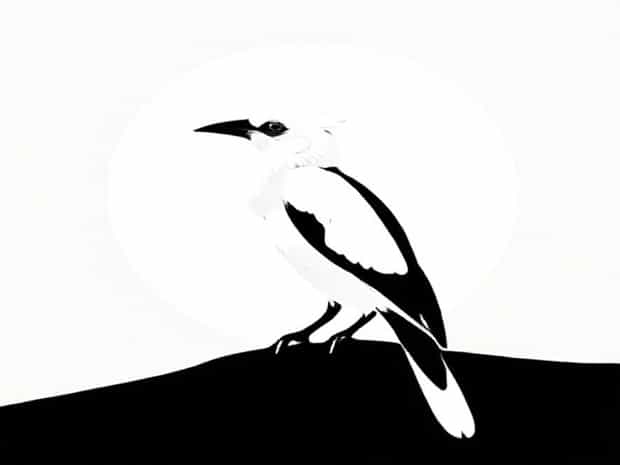 Rare Bali Myna 2019