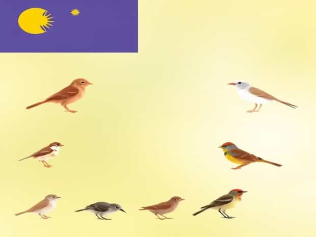 Types Of Sparrow Birds In Malaysia