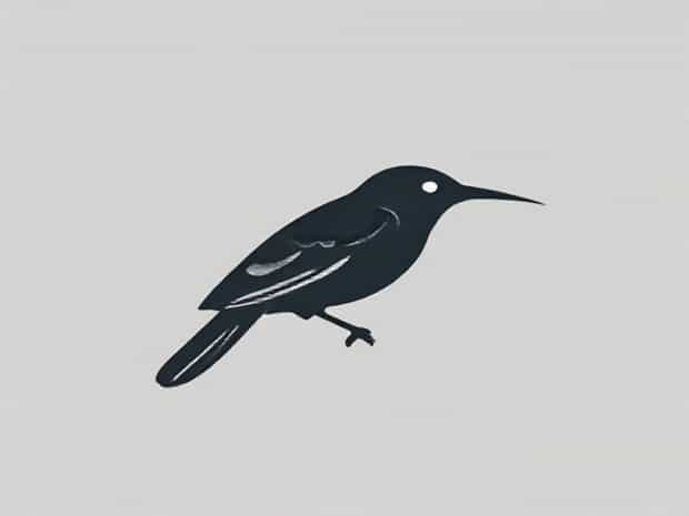 What Is Weaver Bird