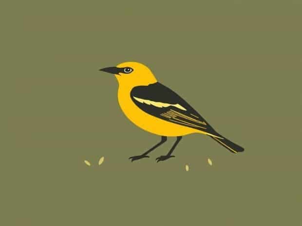 Yellow Headed Blackbird Habitat