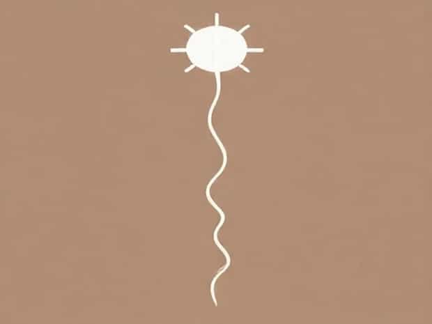 Ascending Lumbar Communicant Vein