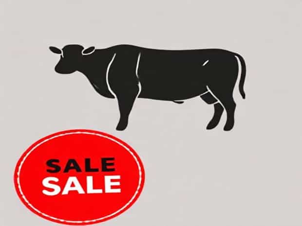 Beef Shoulder Clod For Sale