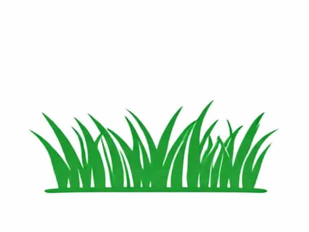 Best Fertilizer For Bermuda Grass