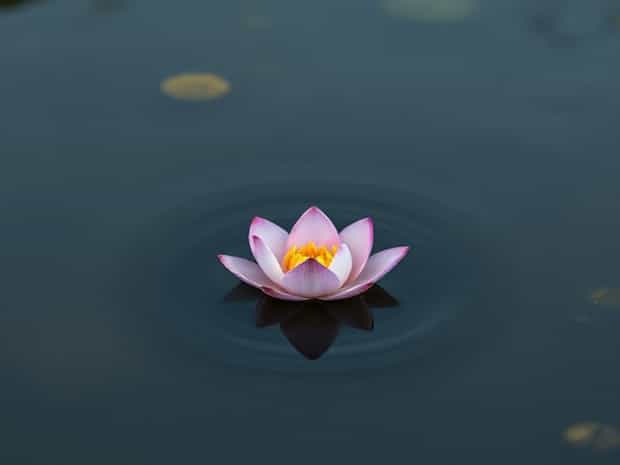 Bloom In Polluted Water