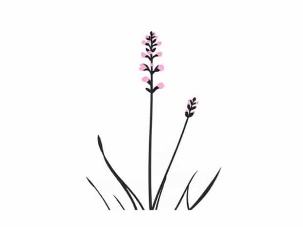 Calluna Vulgaris Beauty Ladies