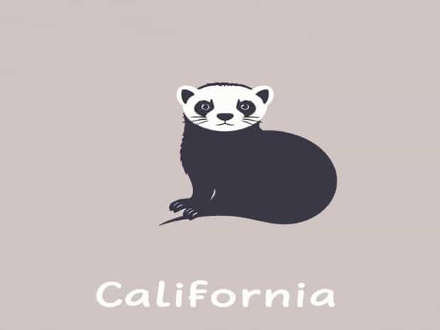 Can You Own A Ferret In California