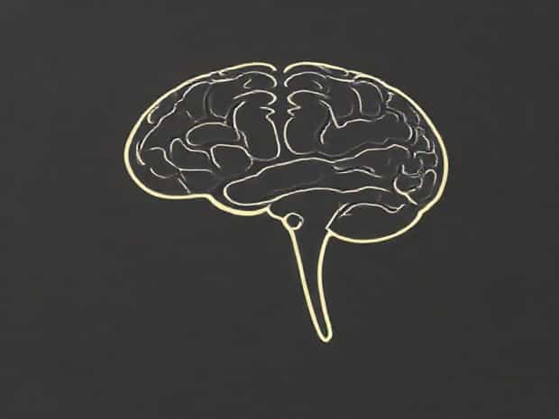 Cranial Meninges From Superficial To Deep
