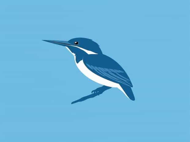 Is Kingfisher A Bird