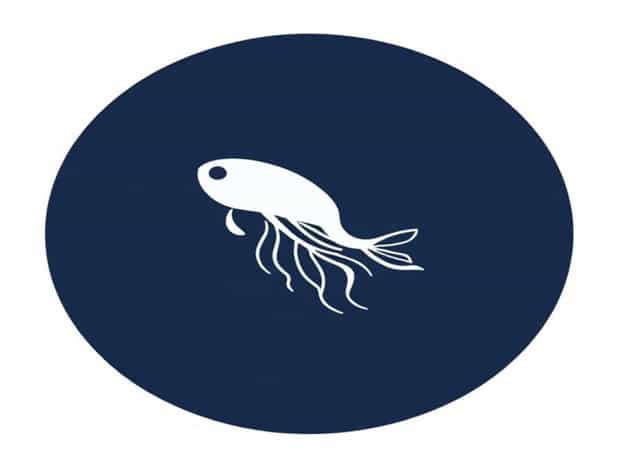 Is Navicula A Diatom