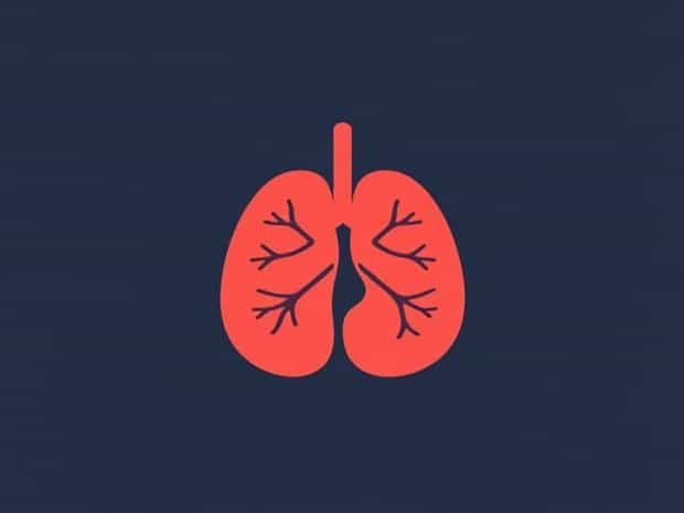 Is The Largest Lymphoid Organ Of The Body?