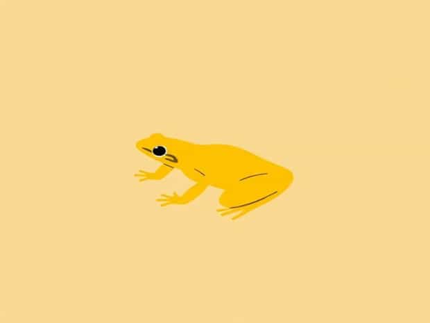 Is The Panamanian Golden Frog Extinct?