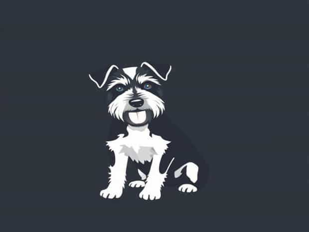 Jack Russell Cross Schnauzer