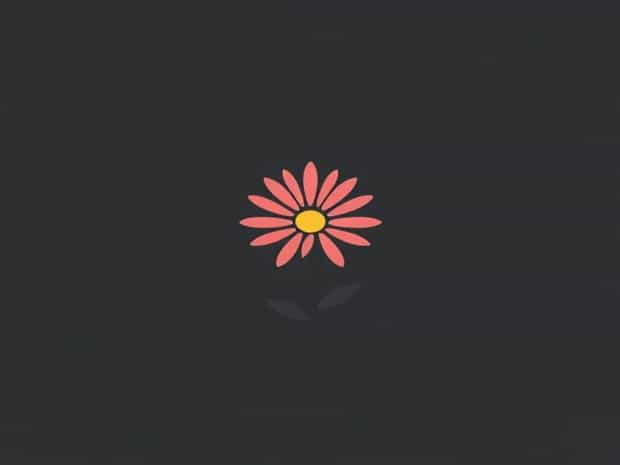 Meaning Of Aster Flower