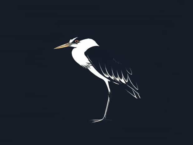 A Black Crowned Night Heron