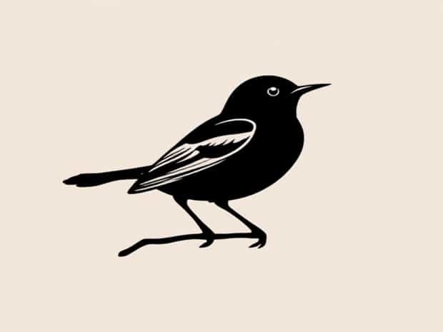 A Black Headed Nightingale Thrush