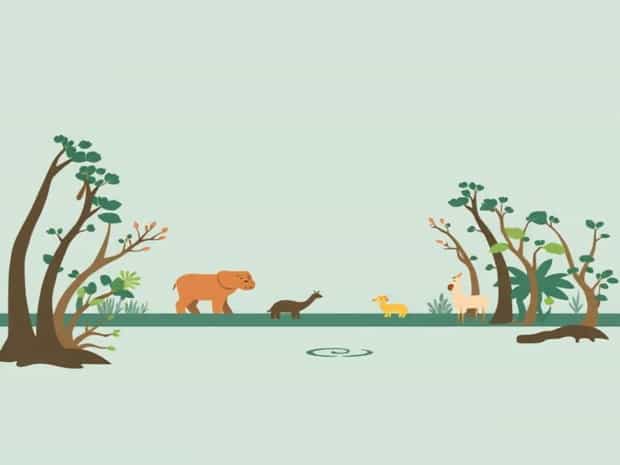 Animals In Mangrove Forest