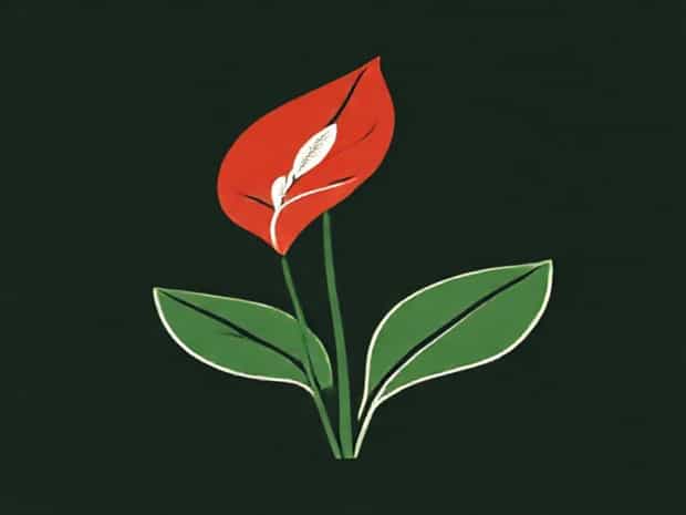 Anthurium Spathe And Spadix