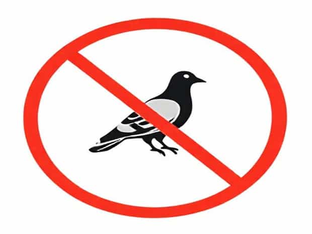 Best Way To Deter Pigeons