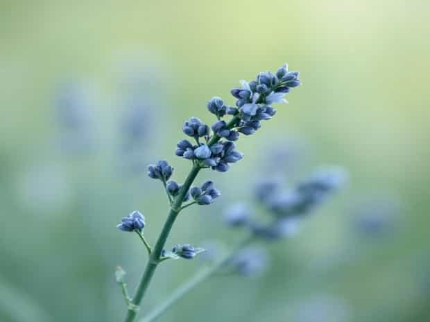 Blue Bedder Sage Medicinal Uses