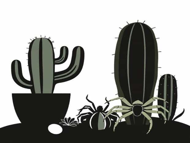 Cacti And Tarantulas Neutralism