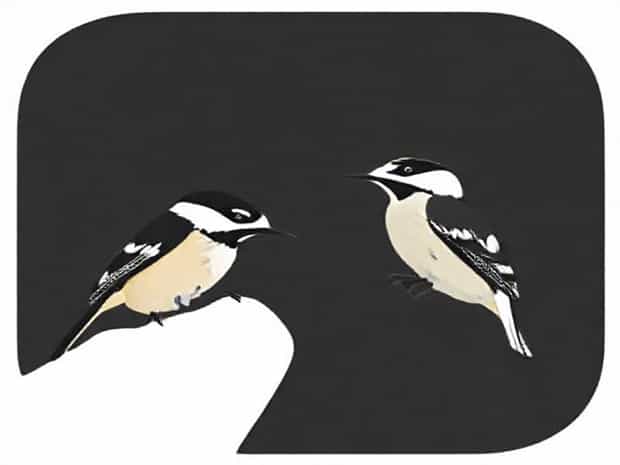 Chickadee Vs Nuthatch Pictures