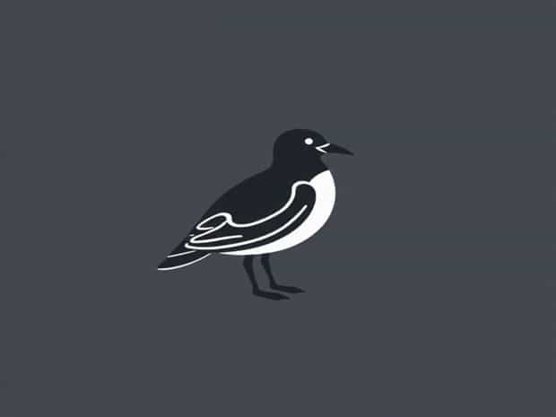 Diet Of A Great Skua