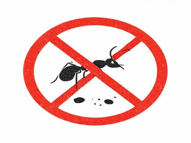 Does Borax Kill Ants