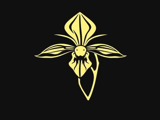 Encyclia Cochleata X Radiata