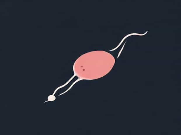 Explain The Structure Of Sperm And Ovum