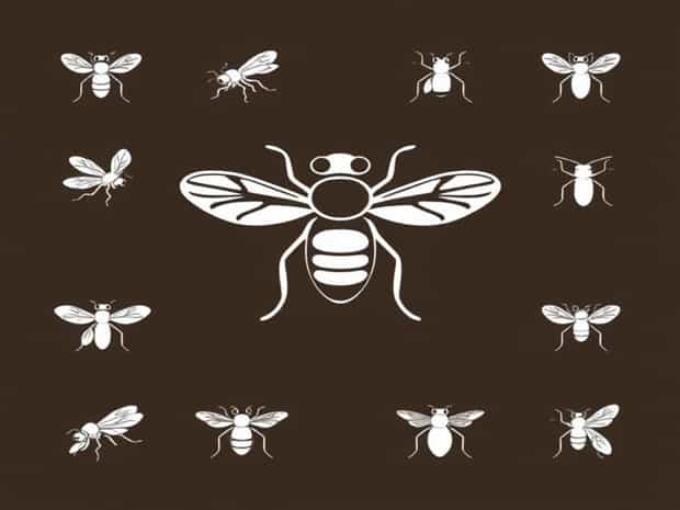 Family Of Tsetse Fly