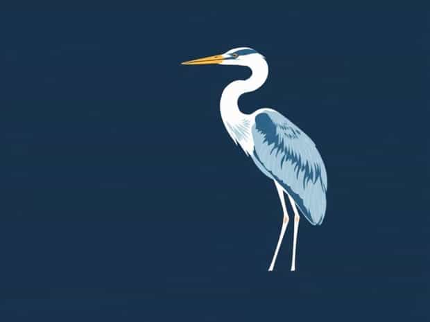 Fun Facts About The Great Blue Heron