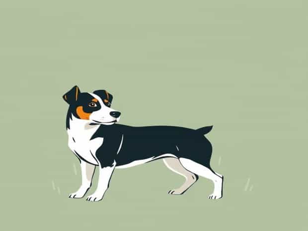 How To Housebreak A Jack Russell
