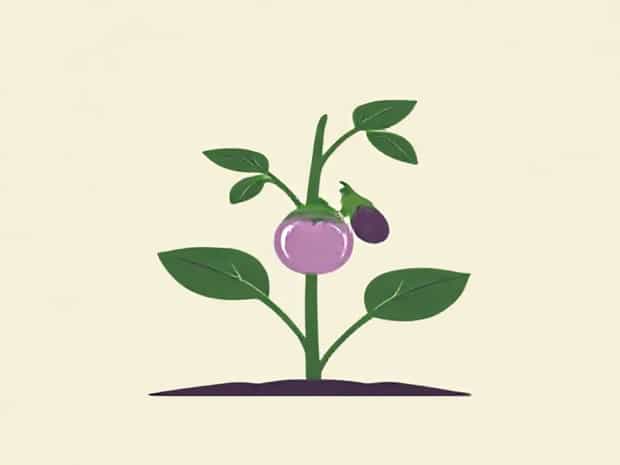 How To Plant Eggplant