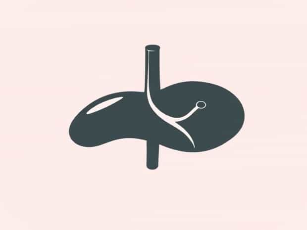 Is Liver A Ductless Gland