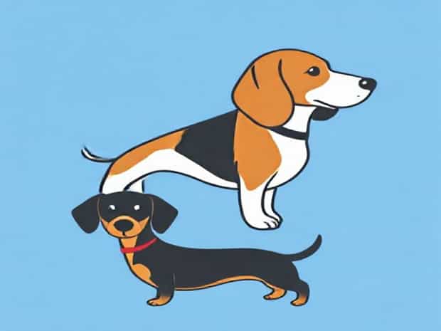 Mix Beagle And Dachshund