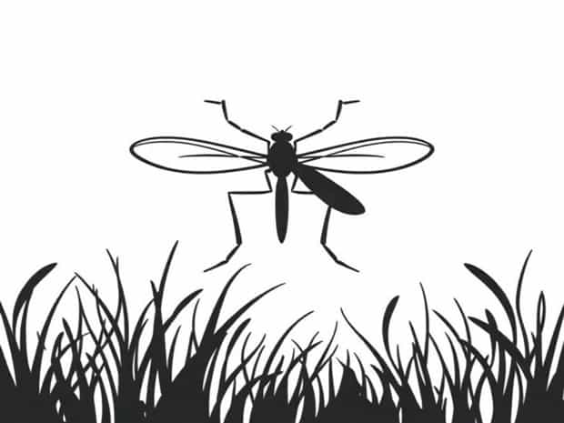 Mosquito Abatement St Tammany