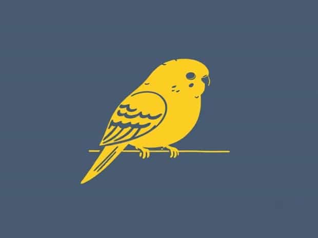 My Budgie Died Overnight