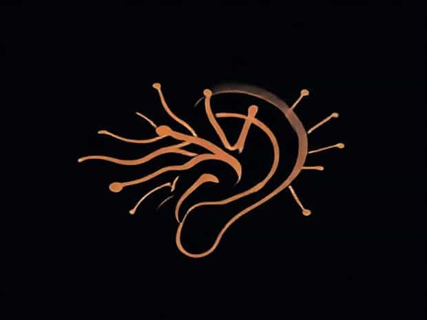Are Hair Cells In The Cochlea