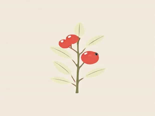 Benefits Of Chaste Tree Berry