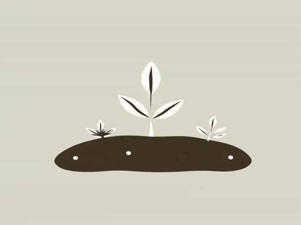 Cheapest Way To Make Succulent Soil