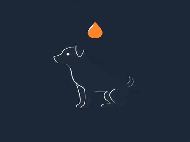 How To Make A Dog'S Testicle Drop