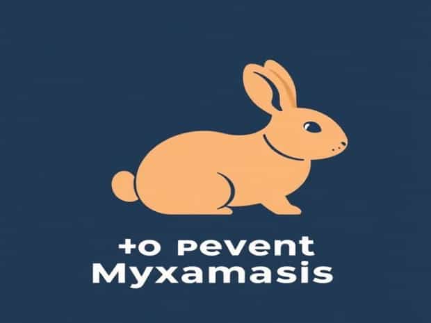 How To Prevent Myxomatosis In Rabbits