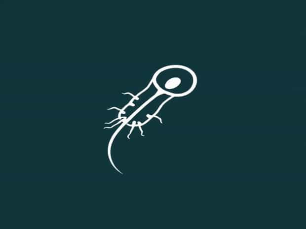 Is Flagella In Plant And Animal Cells
