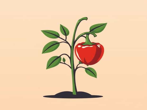 Is Paprika A Plant