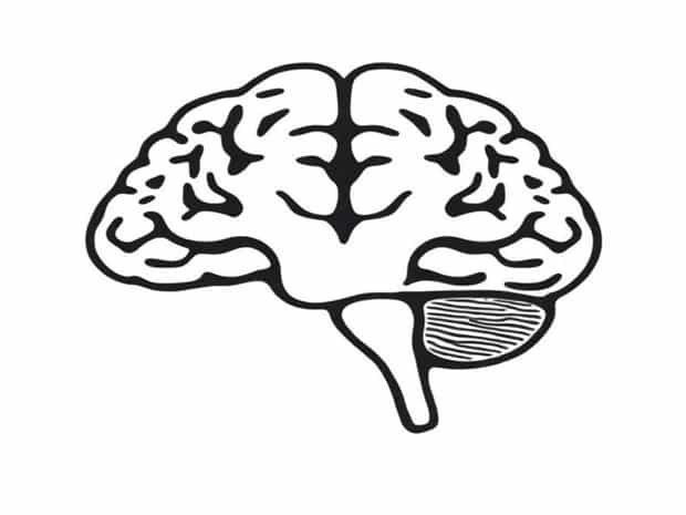 Is The Cerebellum Part Of The Brainstem?
