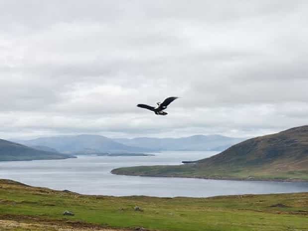 Loch Of The Lowes Osprey Webcam