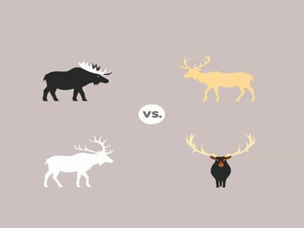 Moose Vs Caribou Vs Elk